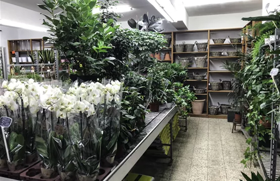 Zimmerpflanzen und Übertöpfe in unserem Laden