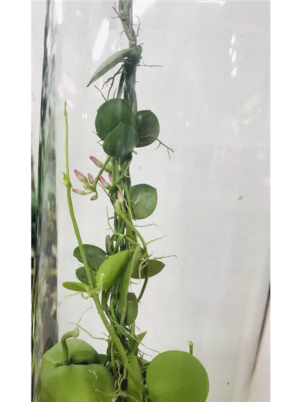 Dischidia Pectenoides Fitted In Snail Shell Ant Plant Beginner Friendly Houseplant 30 Cm