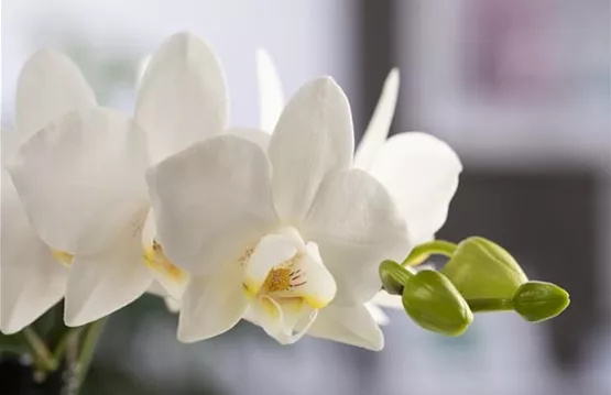 Orchidee mit weißen Blüten