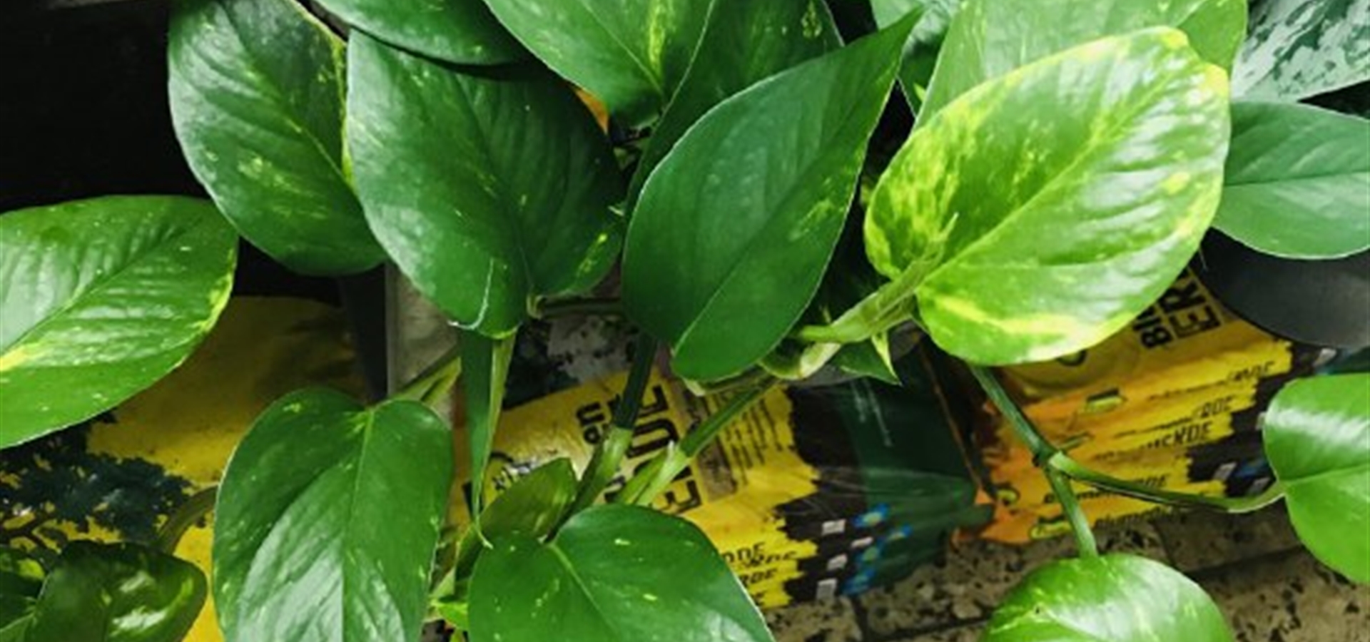 Scindapsus aureum, Epipremnum aureum Die Blumenbrüder aus Holland