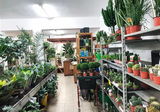 Grünpflanzen im Geschäft