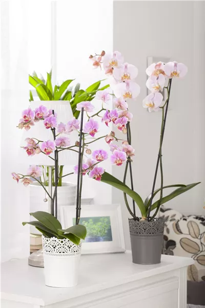 Phalaenopsis, rosarot