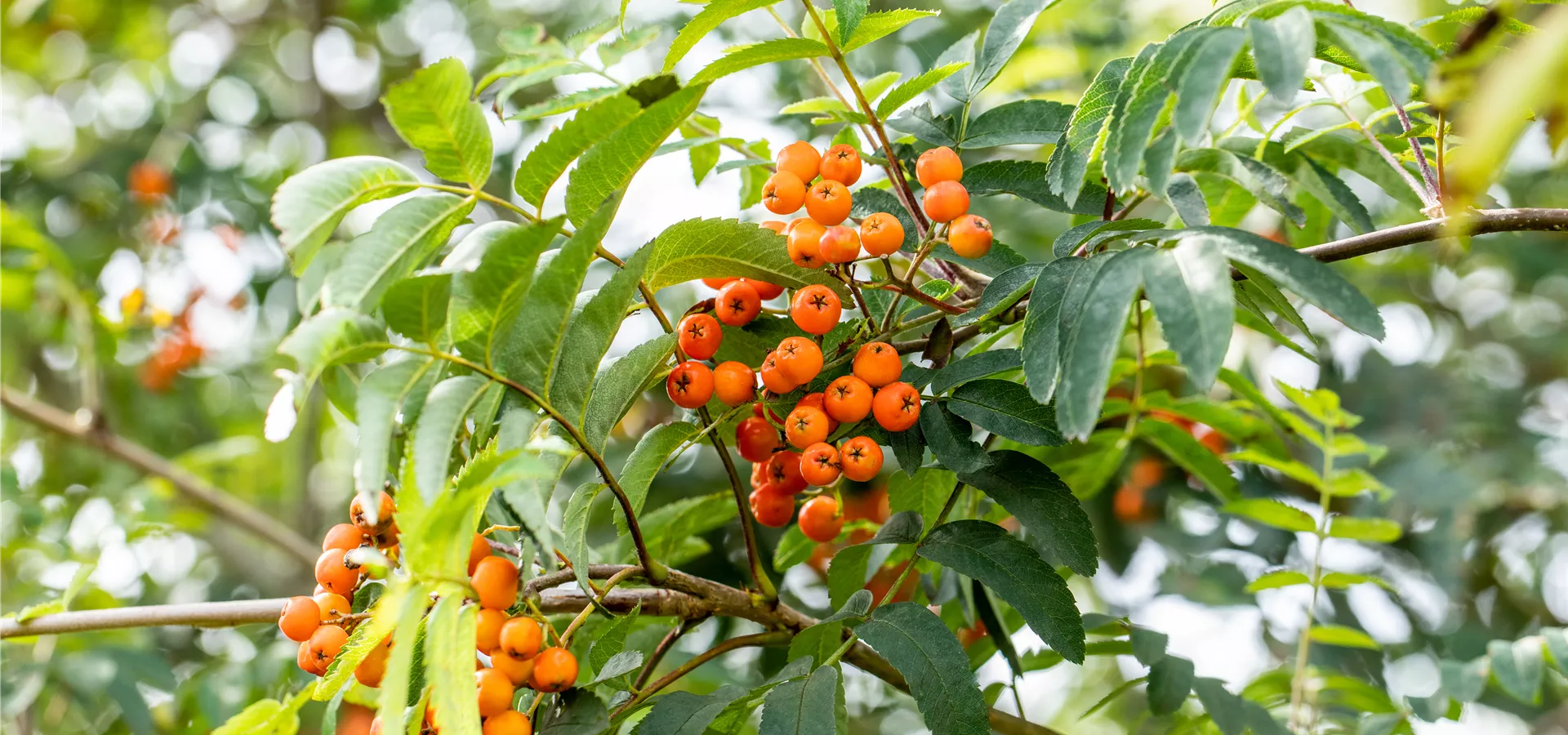 Sorbus aucuparia 'Fastigiata'