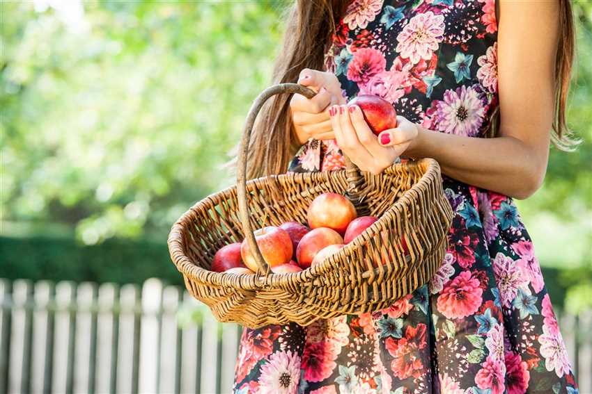 Veredelung von Obstbäumen Die Blumenbrüder aus Holland