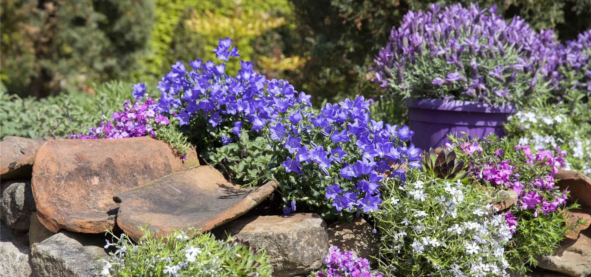 Campanula portenschlagiana