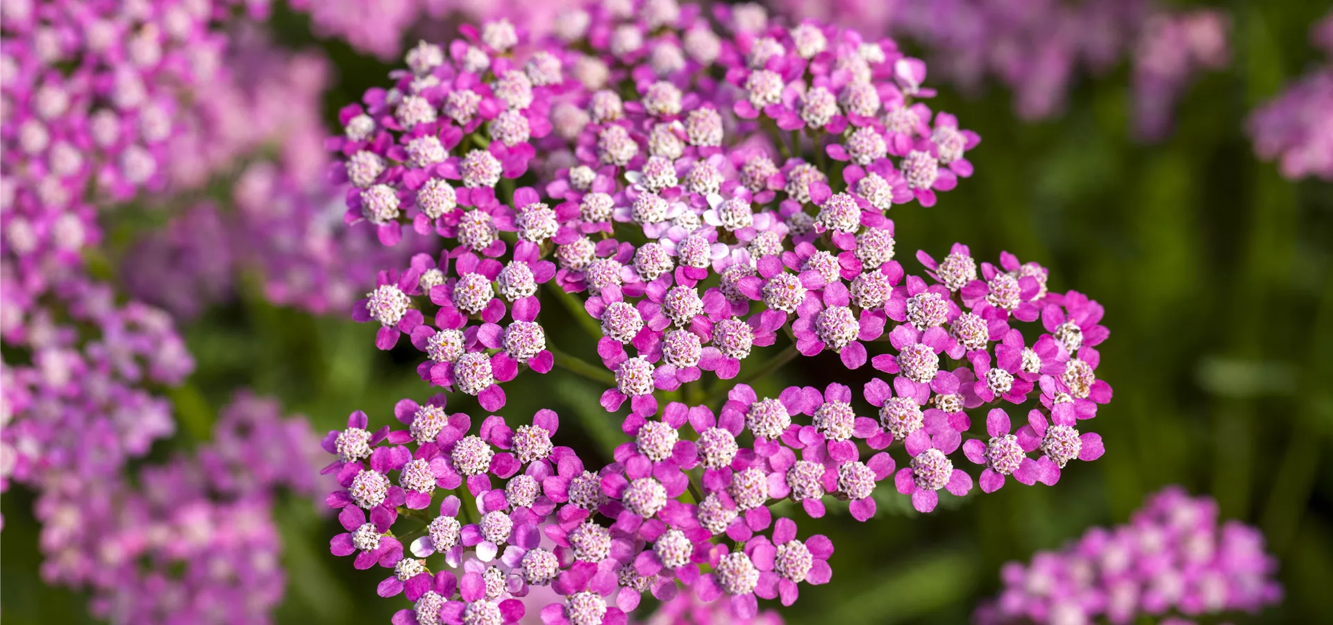 Achillea millefolium 'Lilac Beauty'