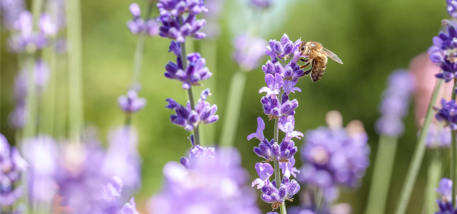 Lavandula mit Biene