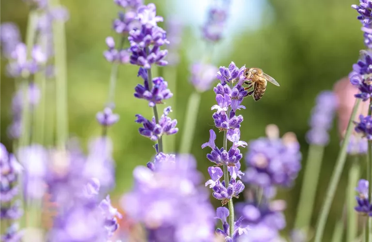 Wellness für die Nase: Düfte für Beet und Beauty Wellness für die Nase: Düfte für Beet und Beauty