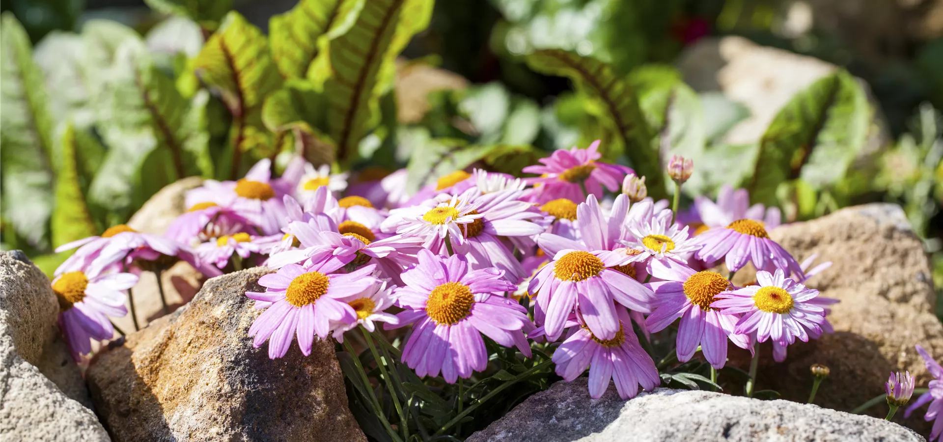 Osteospermum