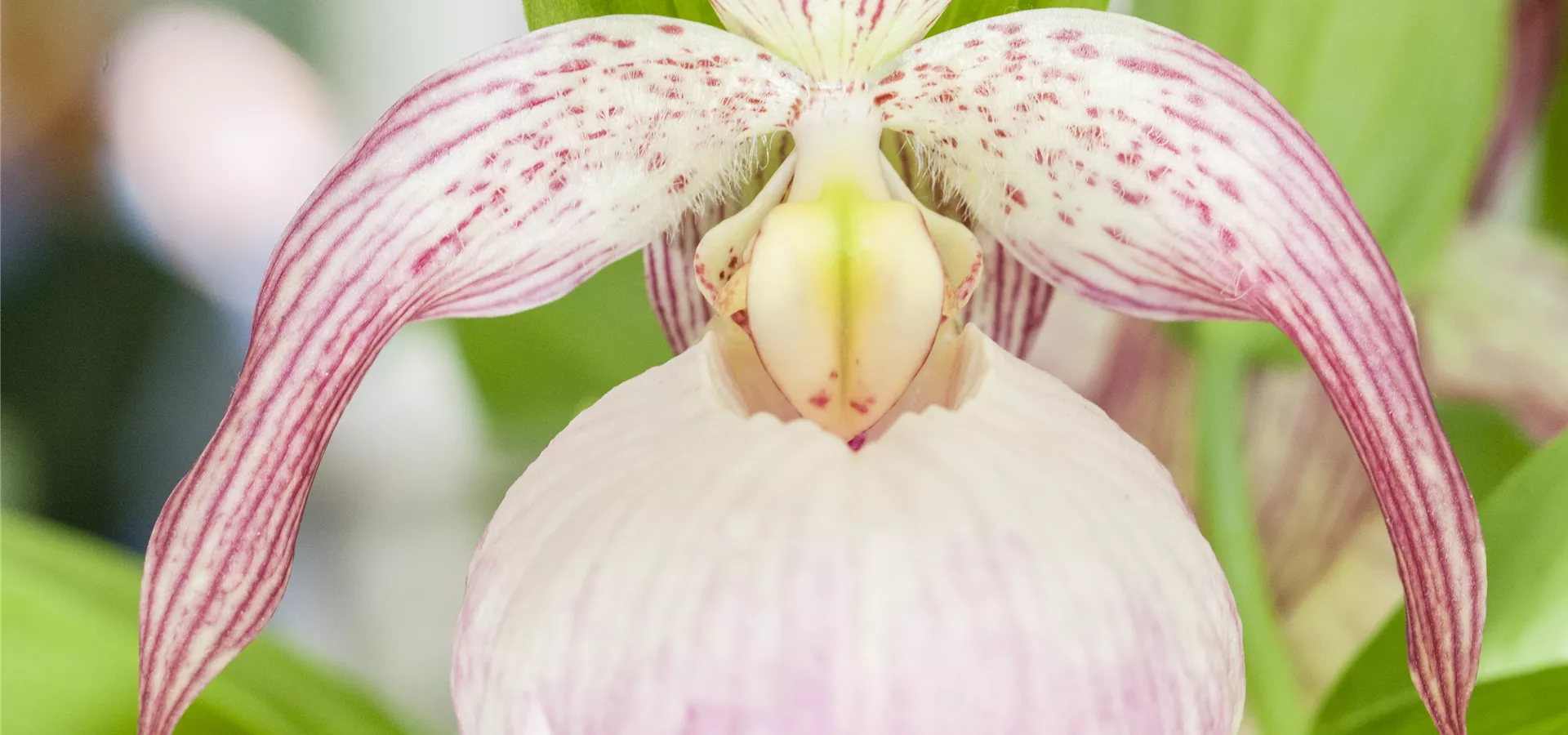 Cypripedium