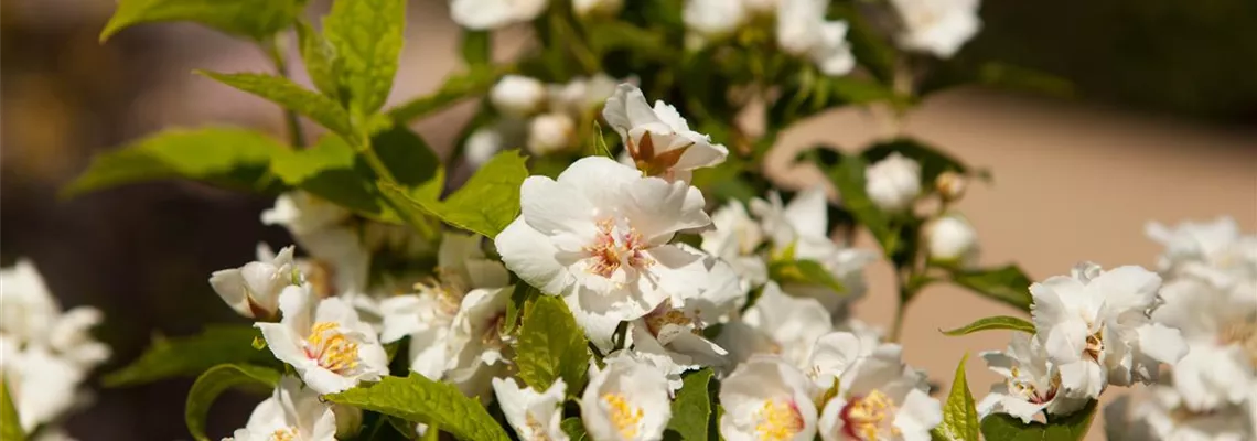Zaun mal anders: Blütensträucher als Sichtschutz
