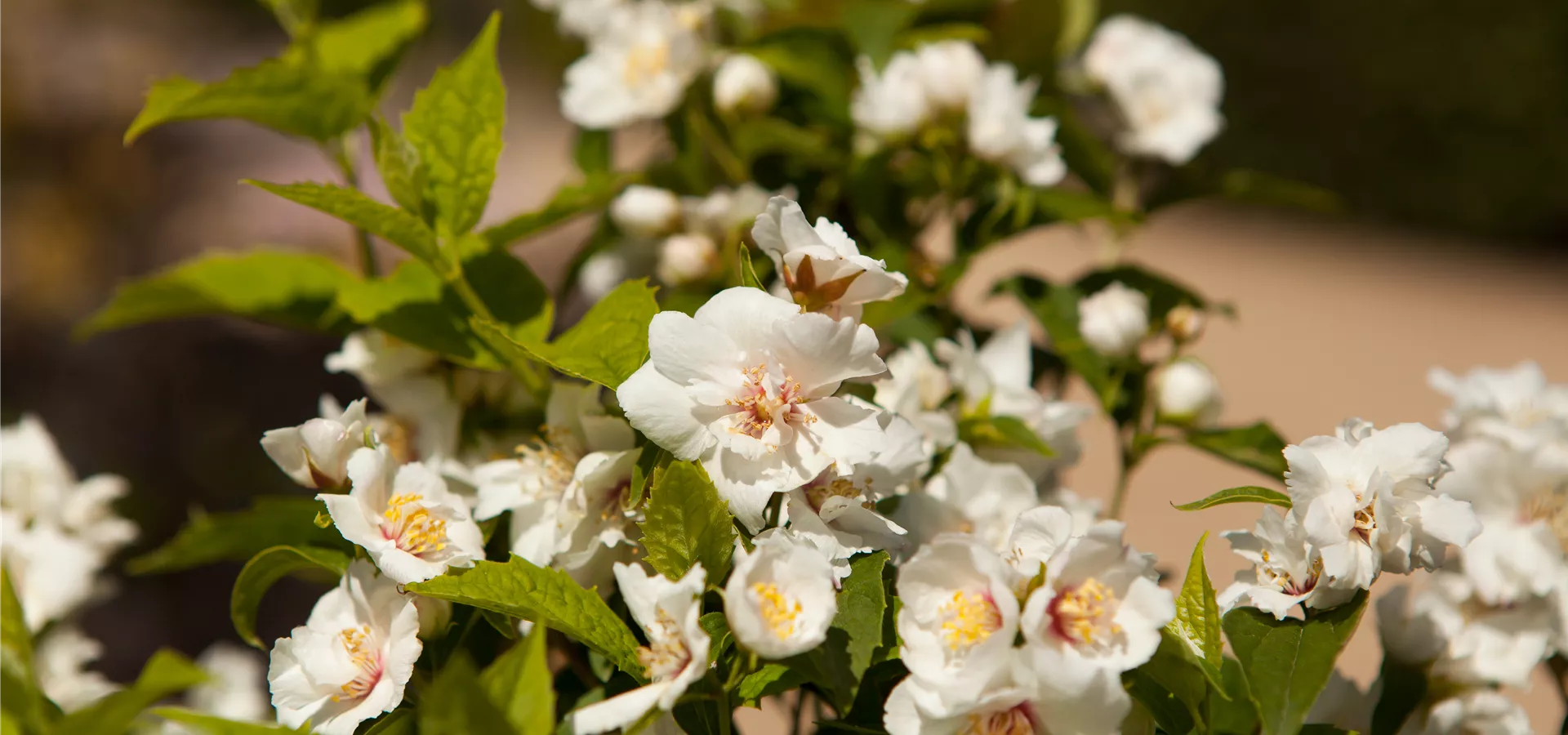 Philadelphus x virginalis 'Natchez'