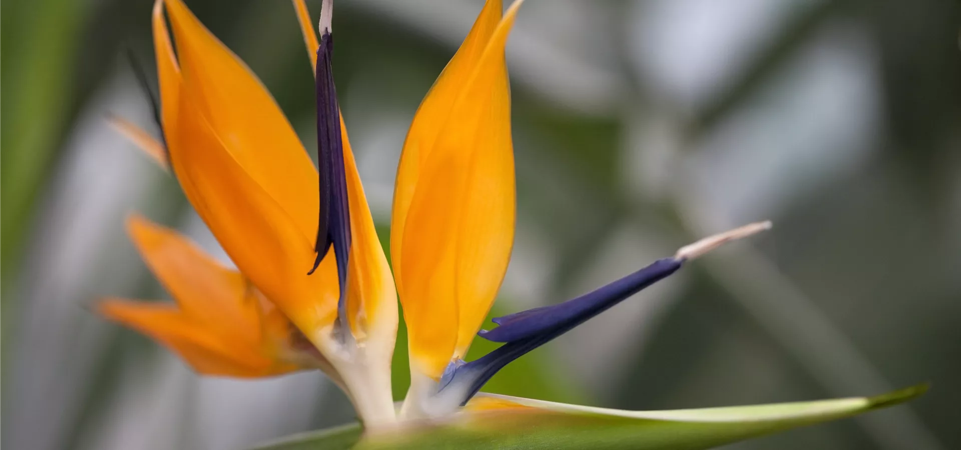 Strelitzia reginae