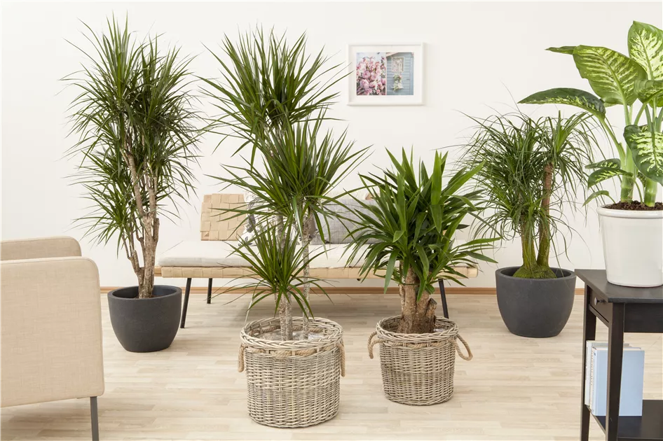 Dracaena marginata, Stamm