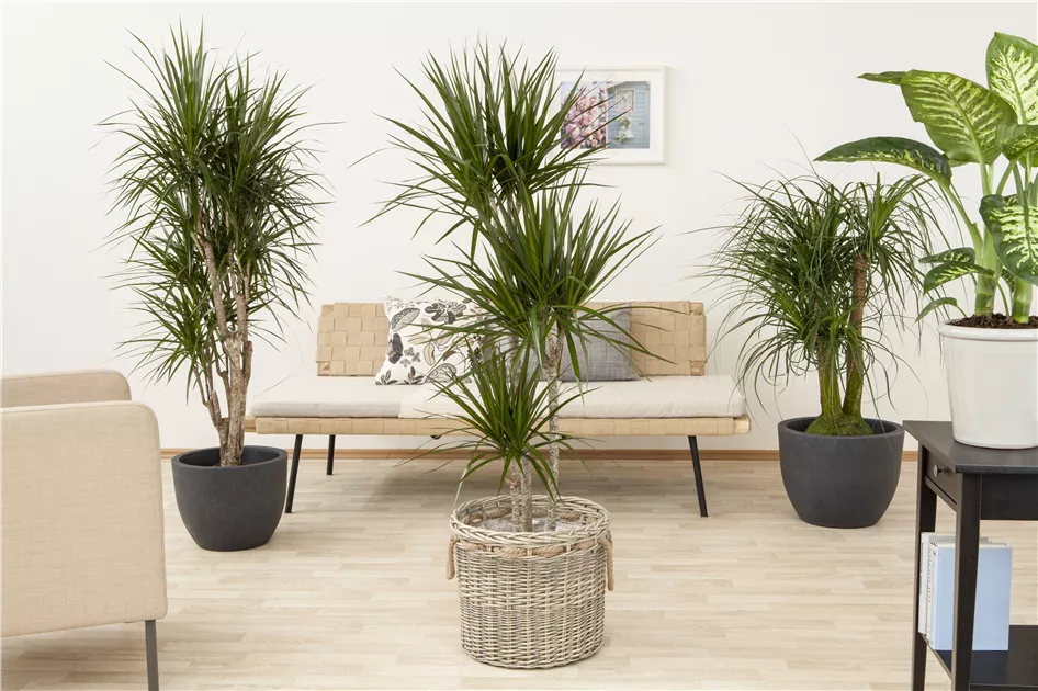 Dracaena marginata, Stamm