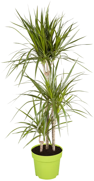 Dracaena marginata, Stamm