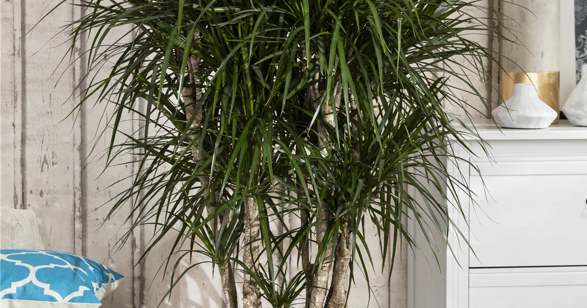Dracaena marginata, Stamm