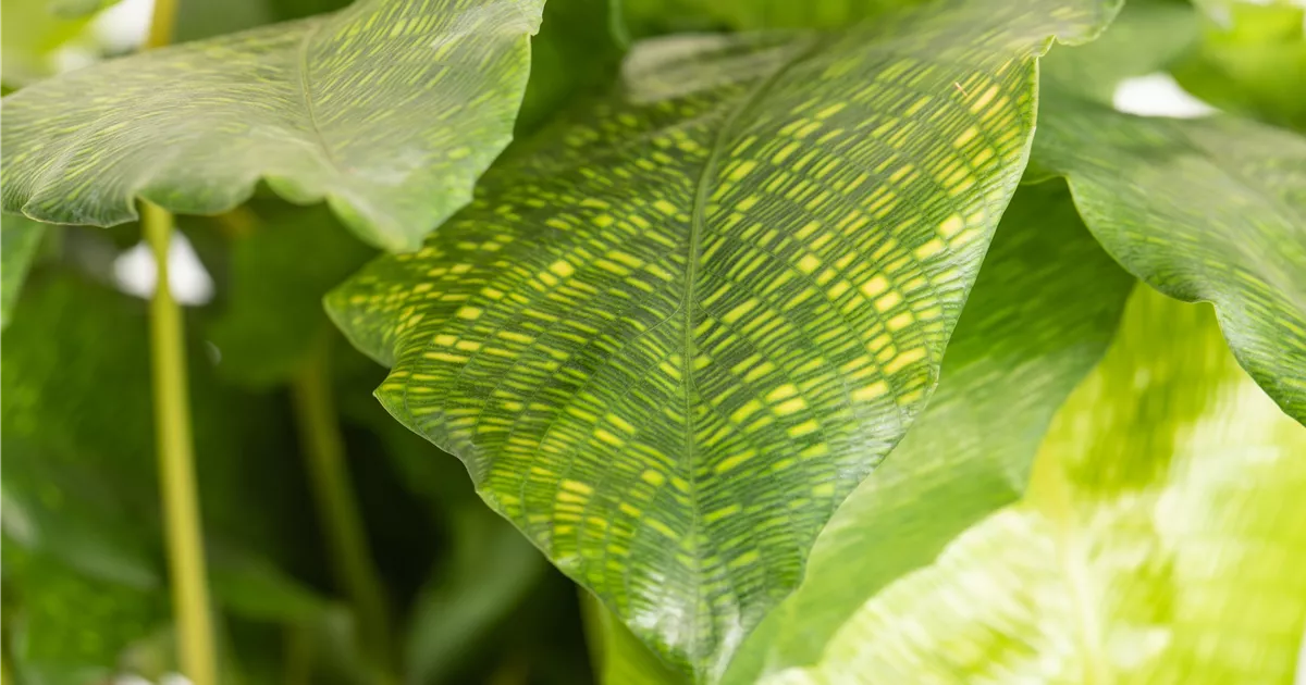 wollluse calathea Tipps zur Pflege deiner Pflanze : Calathea leopardina  PflanzenFuerAlle