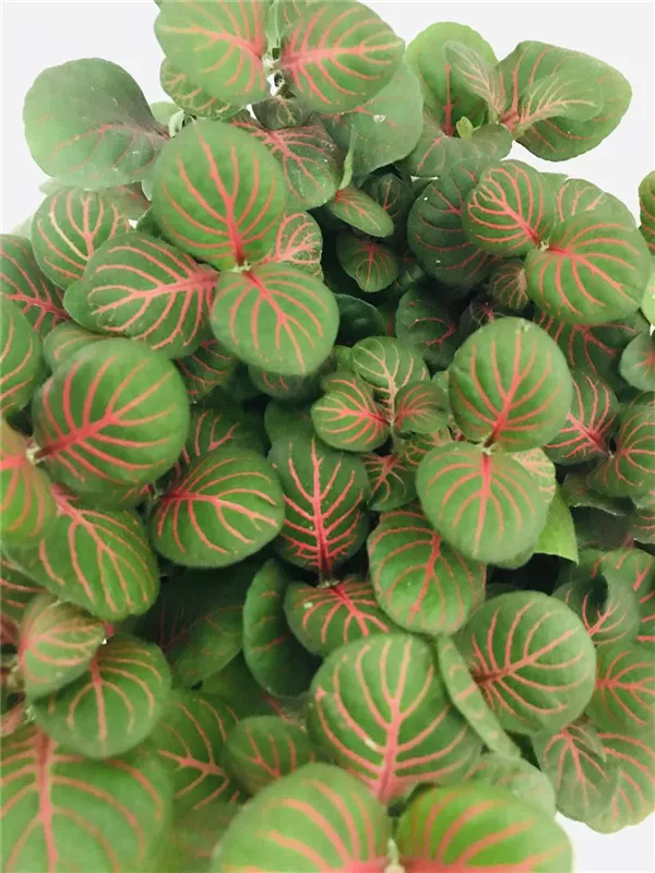 Fittonia 