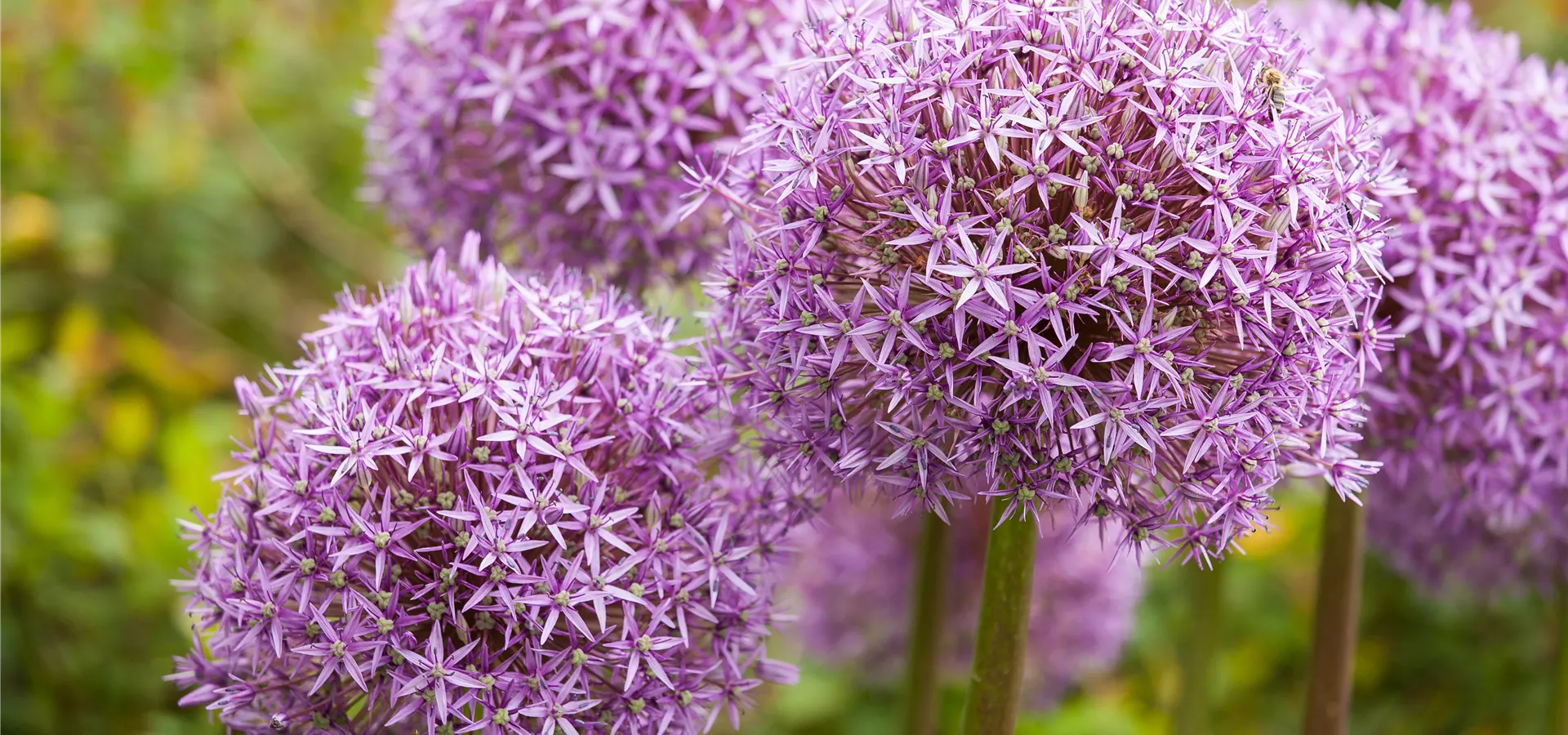 Allium 'Lucy Ball'