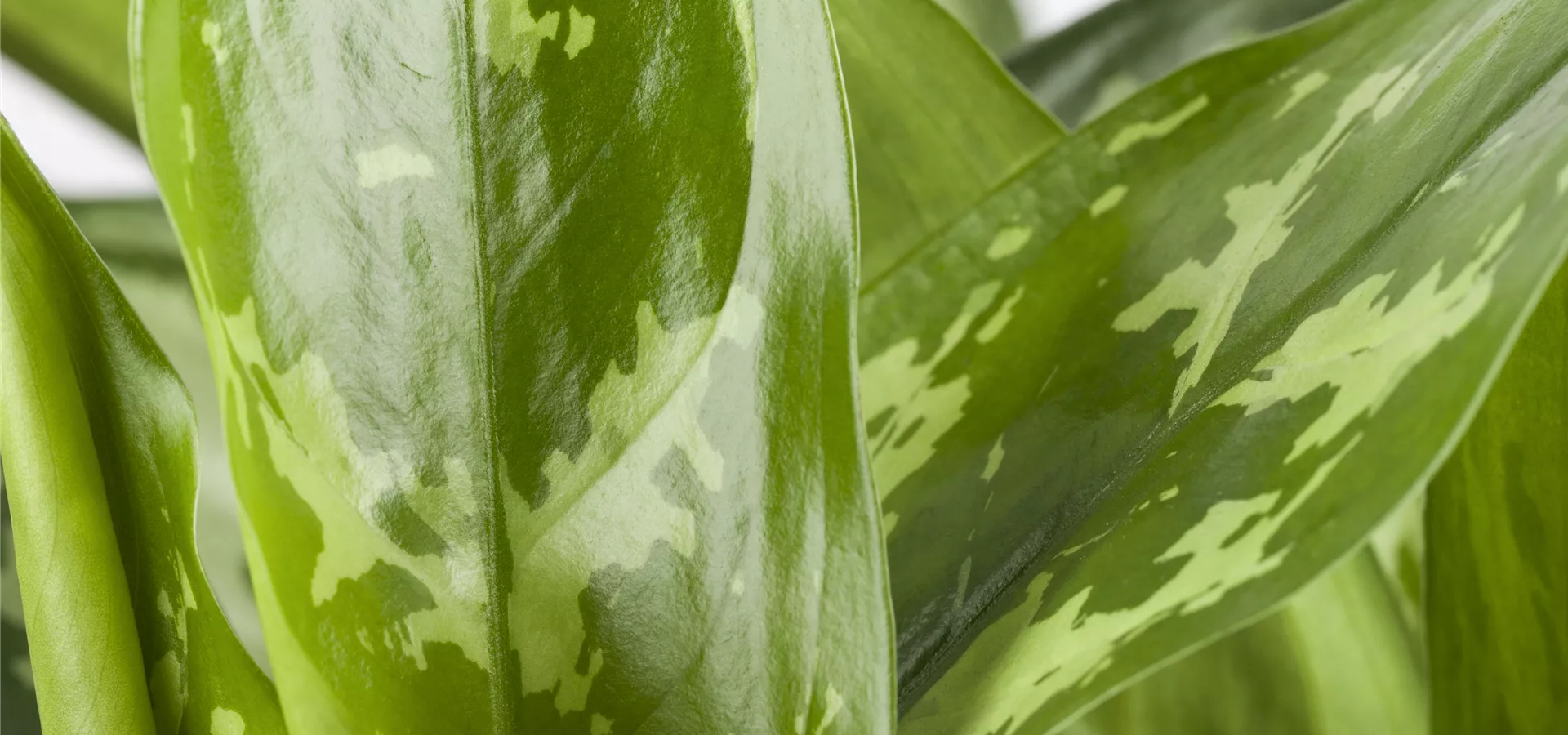 Aglaonema commutatum