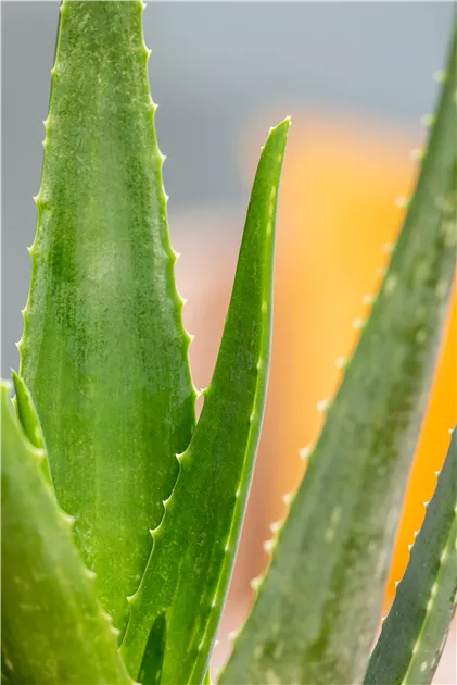 Aloe vera