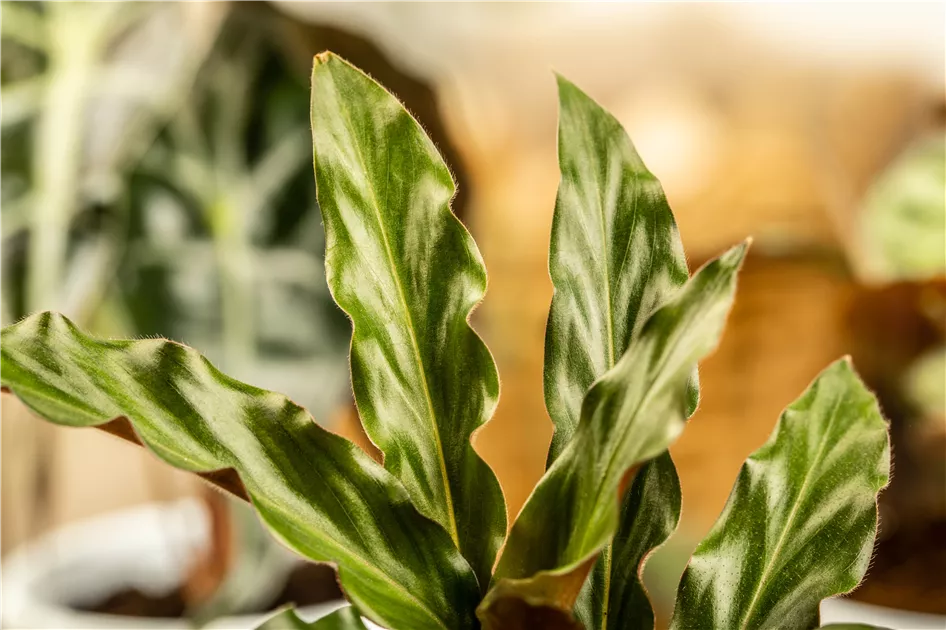 Calathea rufibarba