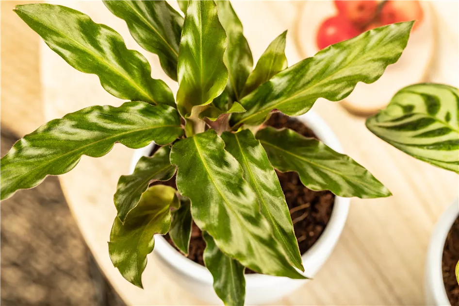 Calathea rufibarba