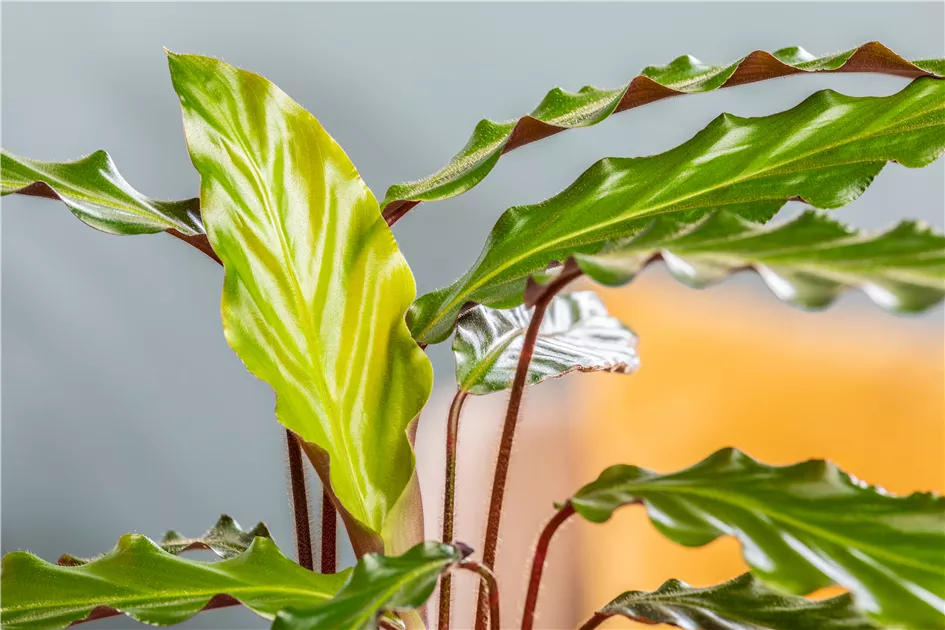 Calathea rufibarba