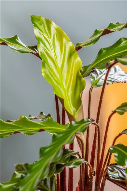 Calathea rufibarba