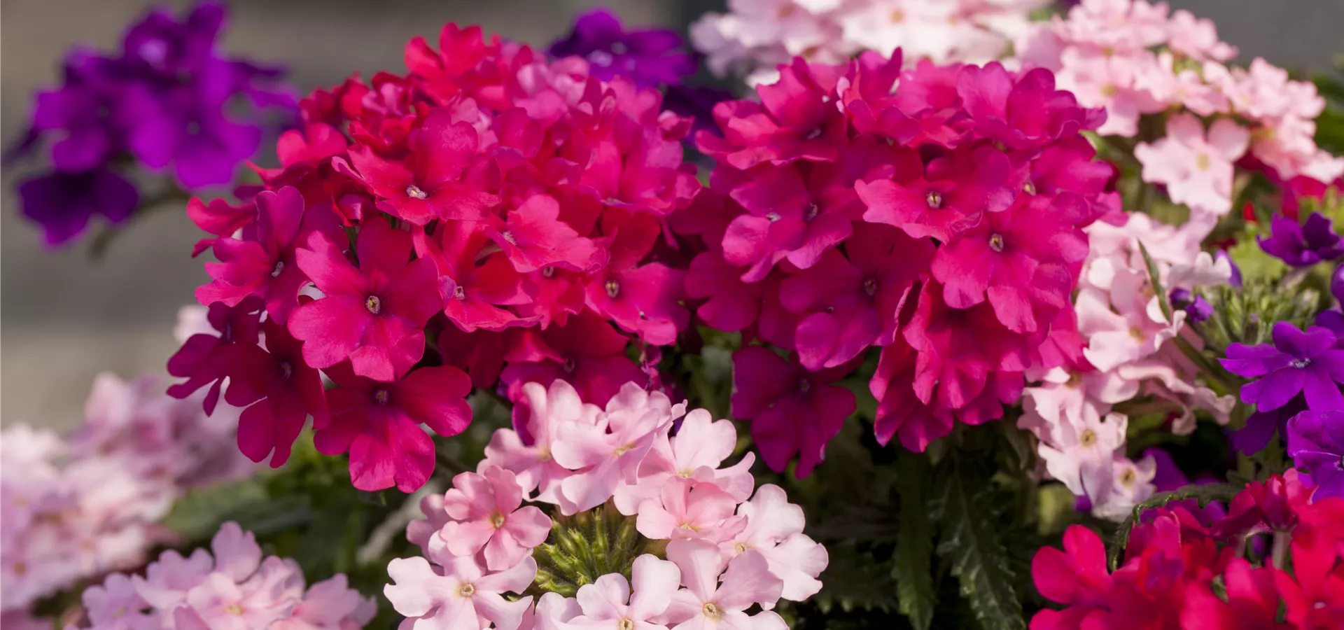 Verbena 'Lindolena'