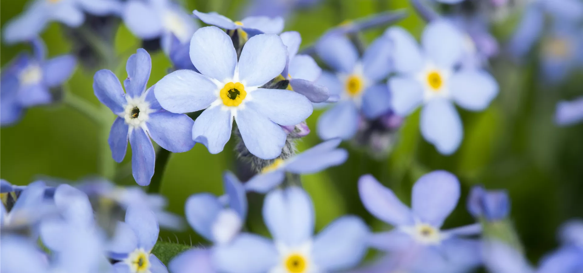 Myosotis sylvatica, blau