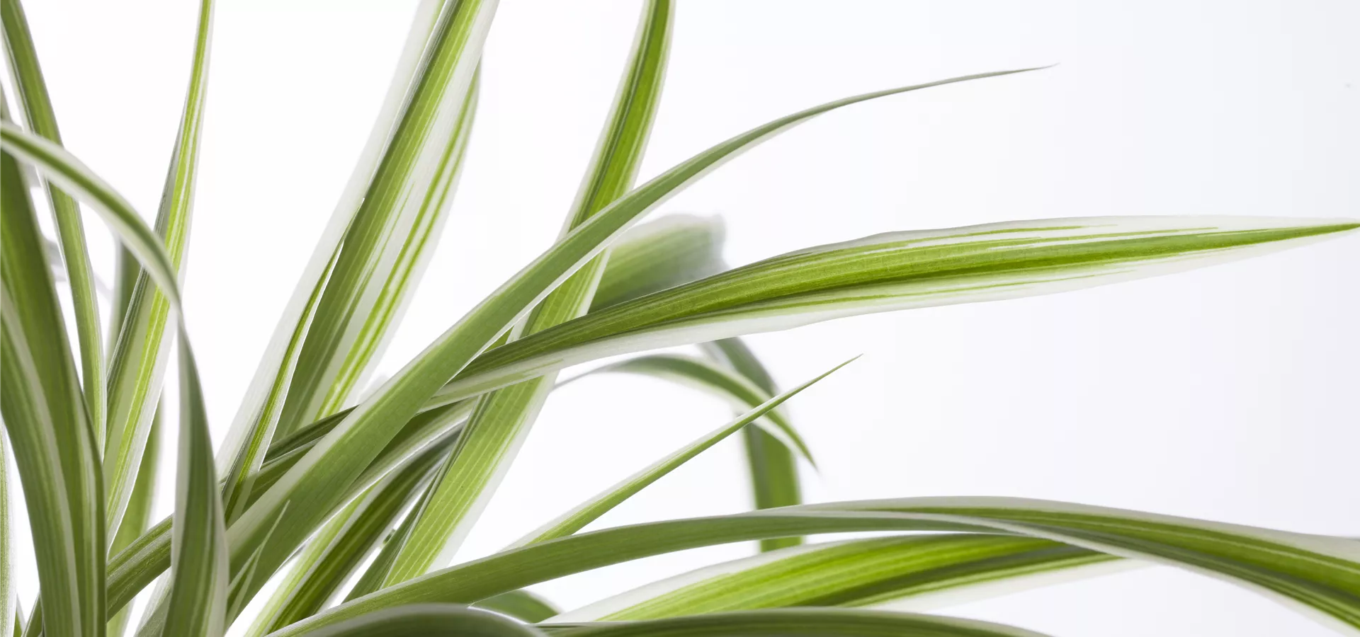 Chlorophytum comosum 'Variegatum'