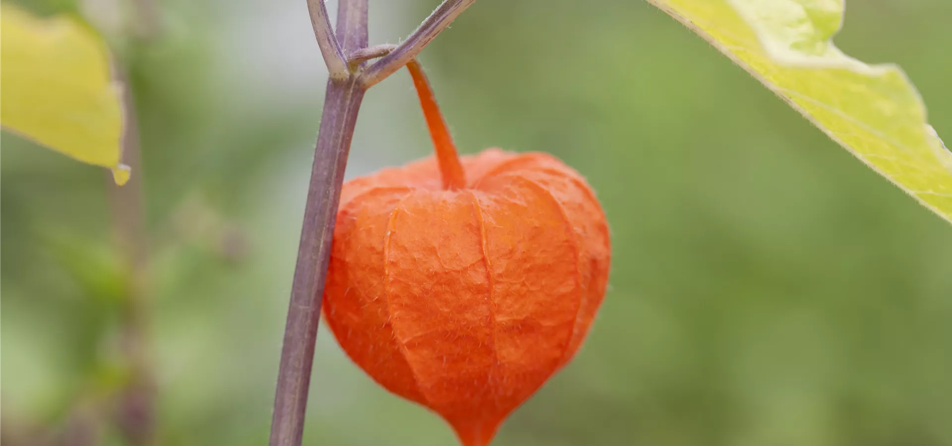 Physalis alkekengi var. franchetii