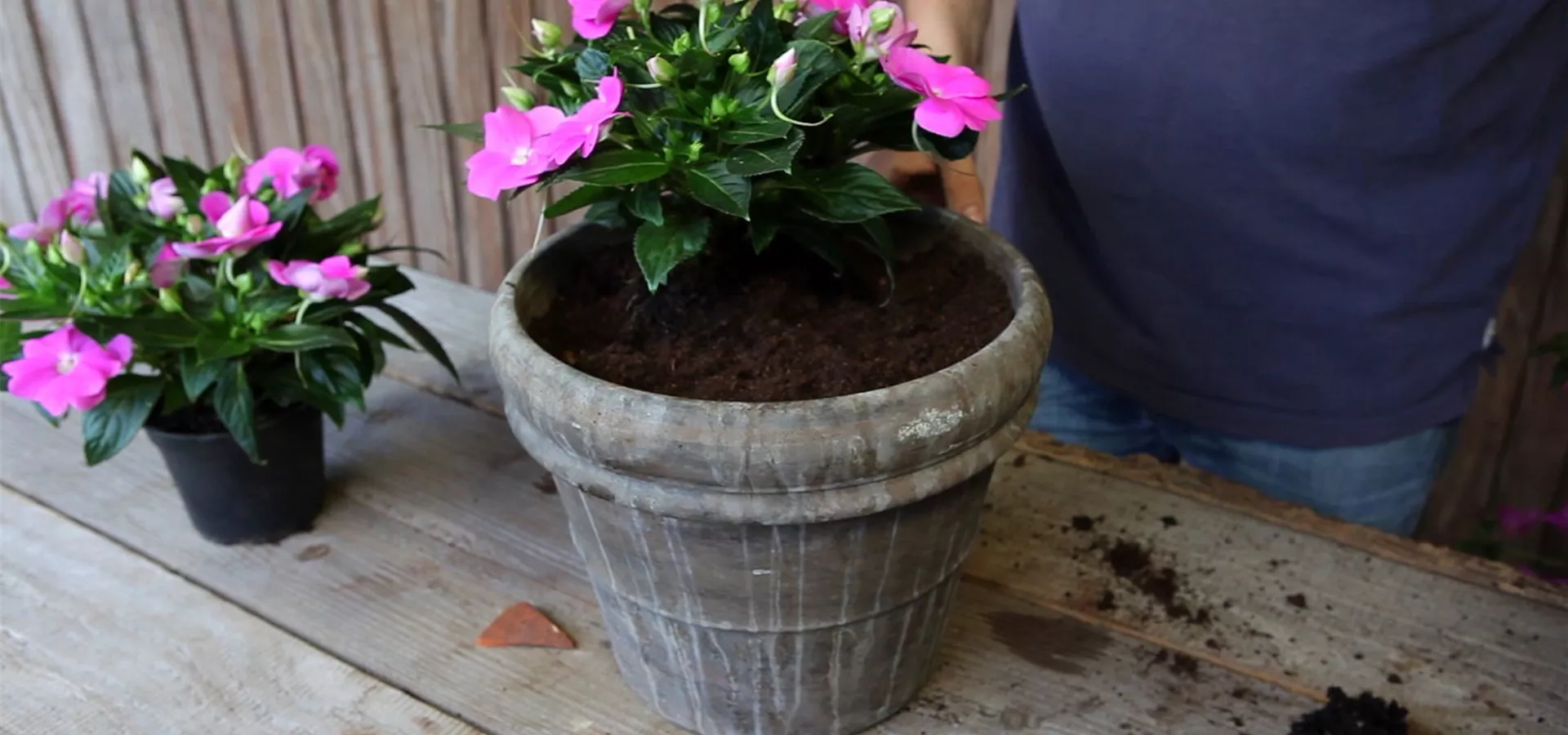 Edellieschen - Einpflanzen in ein Gefäß (4)