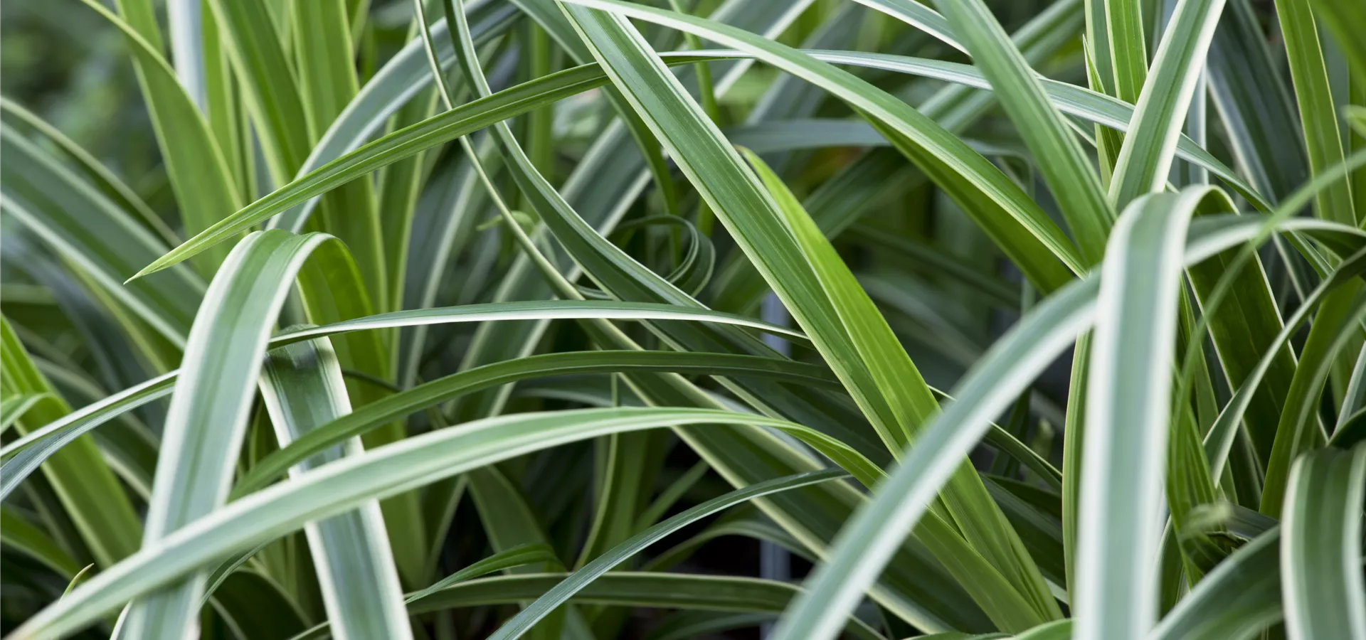 Carex morrowii ssp. foliosissima 'Icedance'