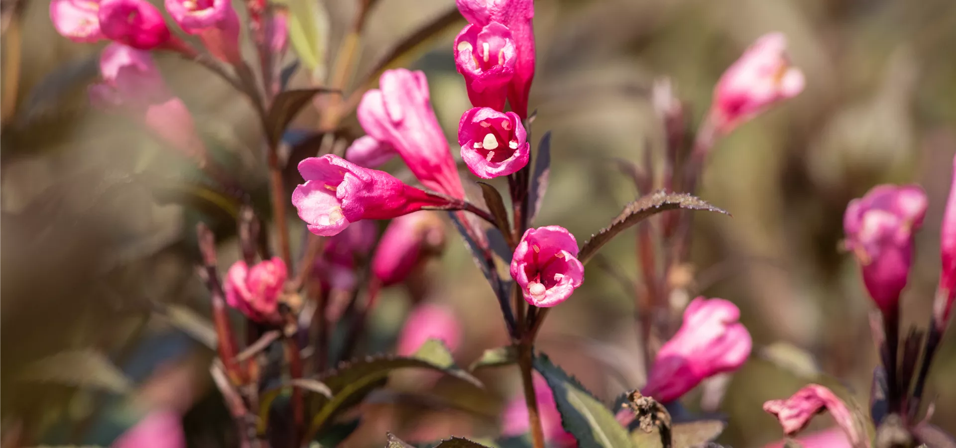 Weigela florida 'Victoria'
