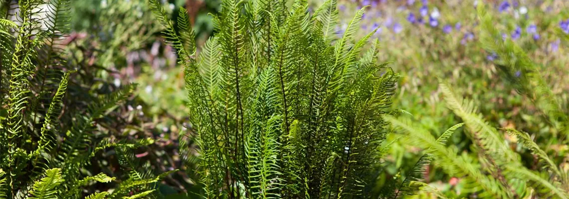 Feuchtzonen im Garten