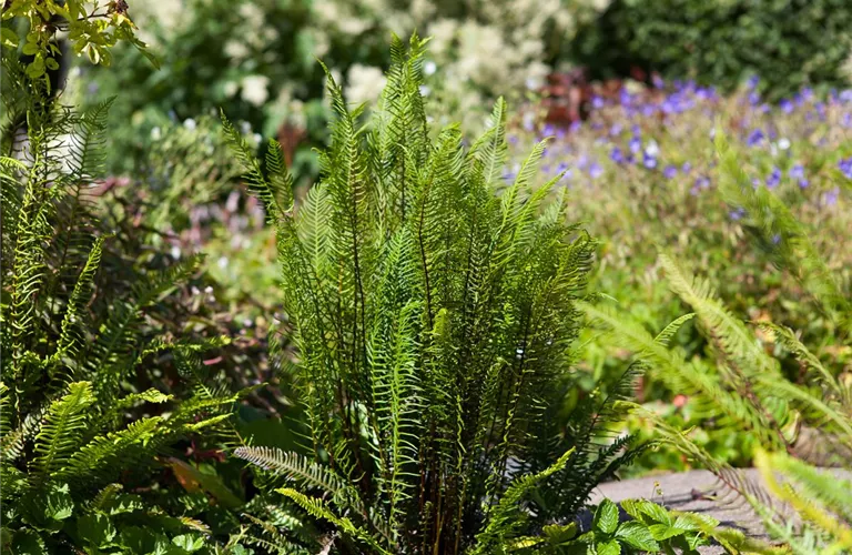 Feuchtzonen im Garten