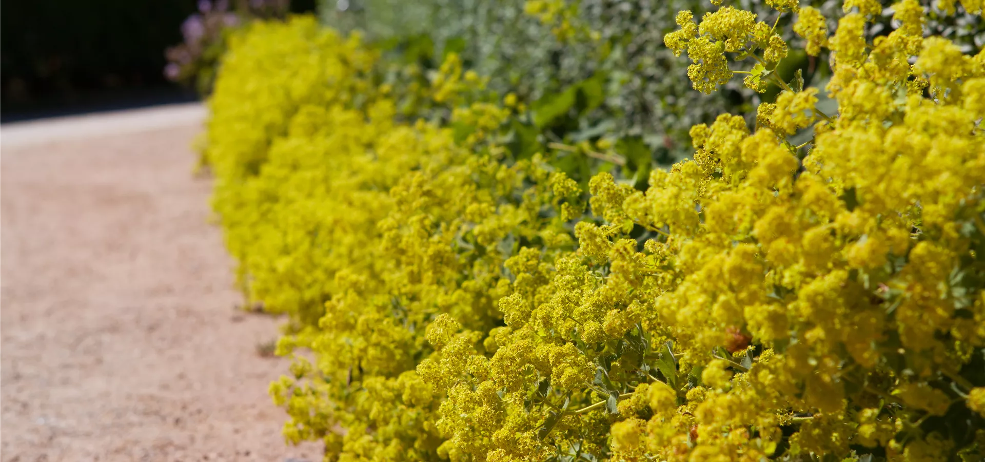 Alchemilla xanthochlora