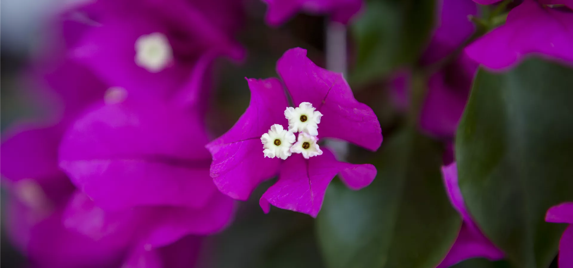 Bougainvillea