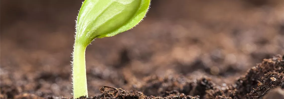 Mit dem Anbau im Gewächshaus schon im Mai die erste Ernte feiern