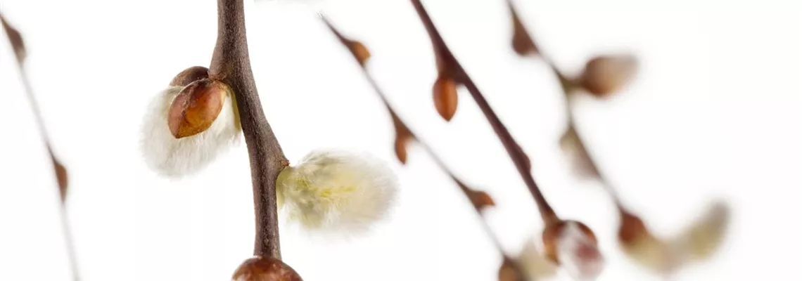 Einen Sichtschutz oder Gartenbegrenzung mit Weiden ziehen
