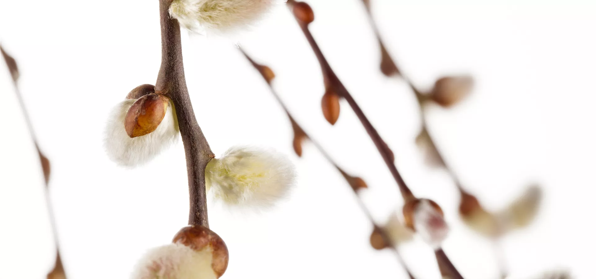 Salix caprea 'Pendula'