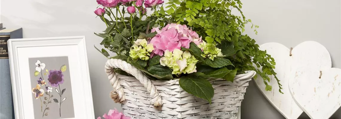 Die beliebtesten Zimmerpflanzen