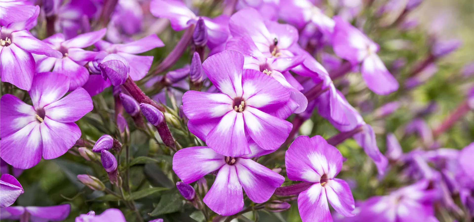 Phlox paniculata 'Flame Impruved Violet Charme'