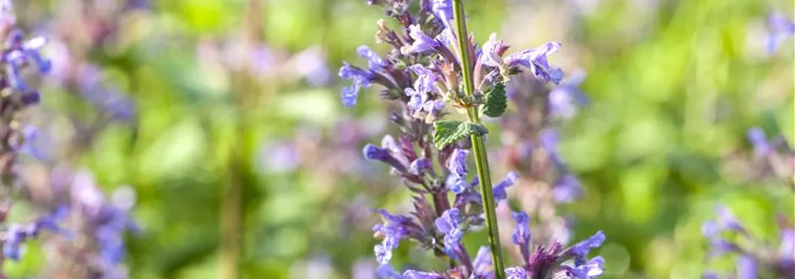Gartenbesitzer und Katze – wie beide glücklich werden
