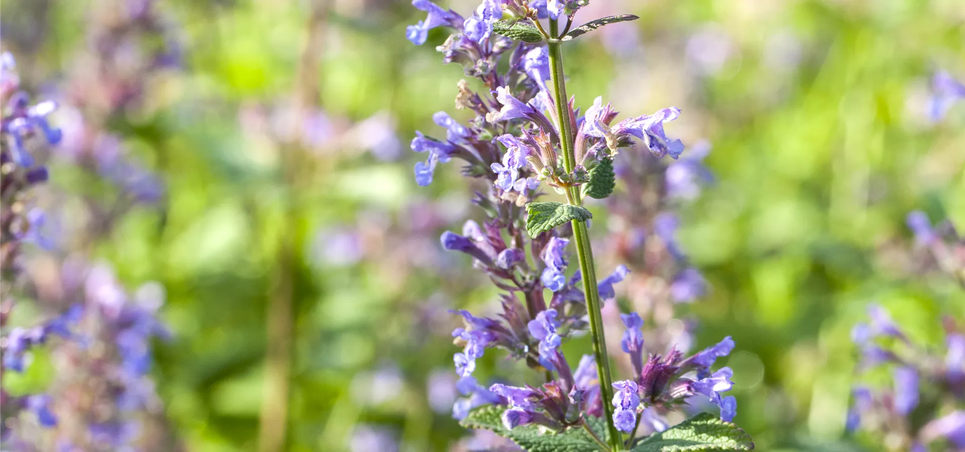 Nepeta