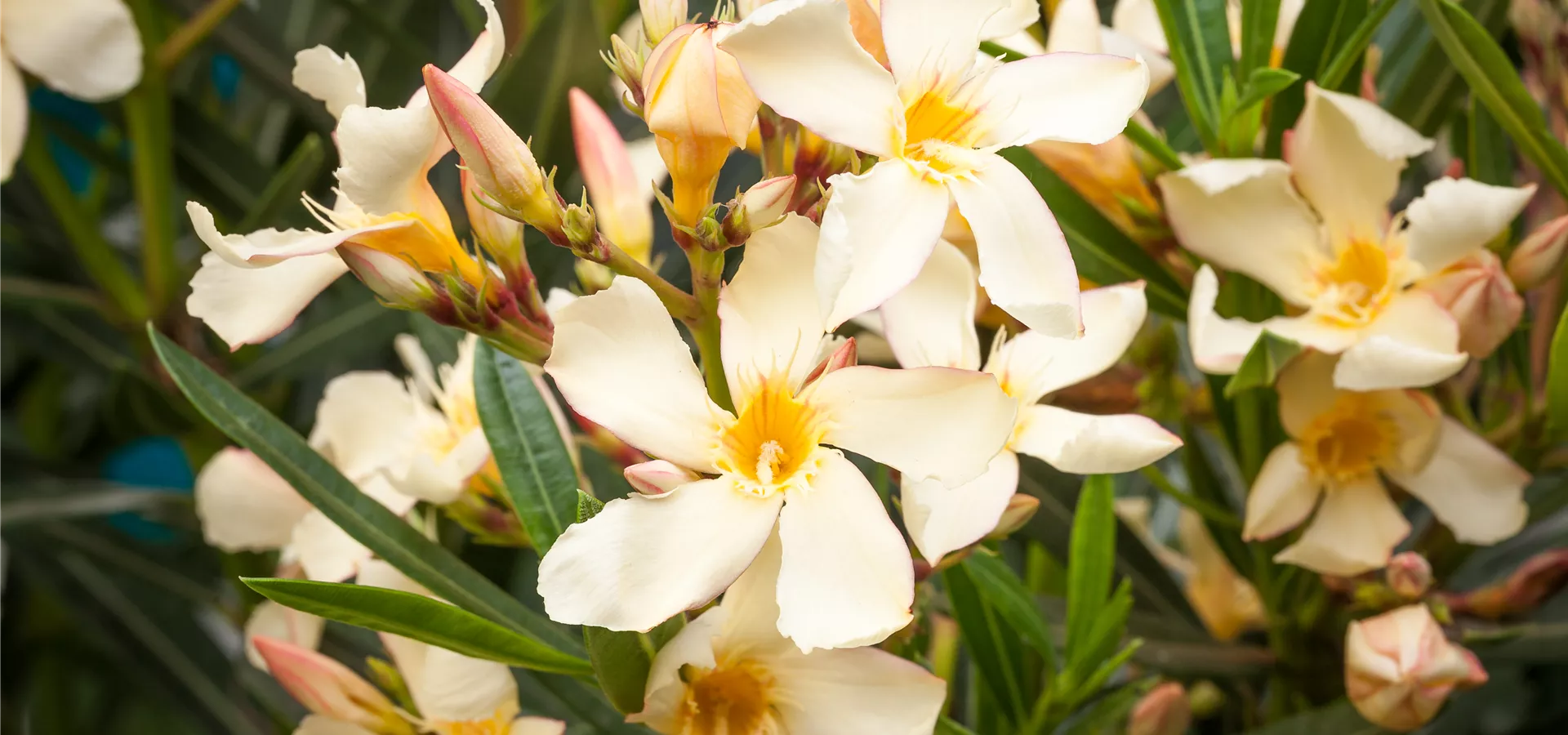 Nerium oleander