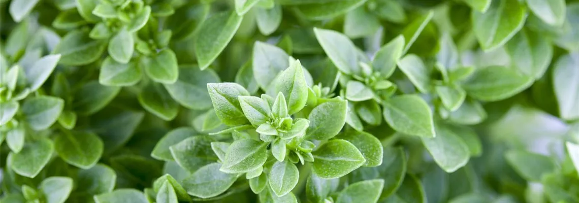 Mediterrane Kräuter